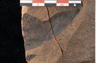 Foto (Detailansicht) von Xylomites liquidambaris Ettingshausen (NHMW-GEO-2024-0188-0054)